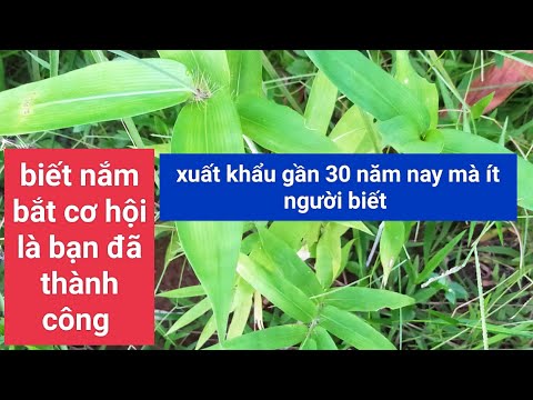 Video Trồng cây lá Giang xuất khẩu luôn nhé - youtube