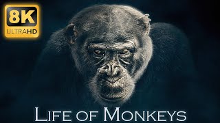 Life of Monkeys in 8K Ultra HD - Primate Species with Real Nature Sound