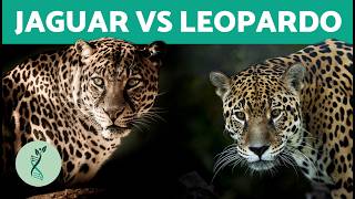 What's the difference between a jaguar and a leopard? 😾 (Are a jaguar and a leopard the same thing?) Diferencias De Leopardo Y Jaguar