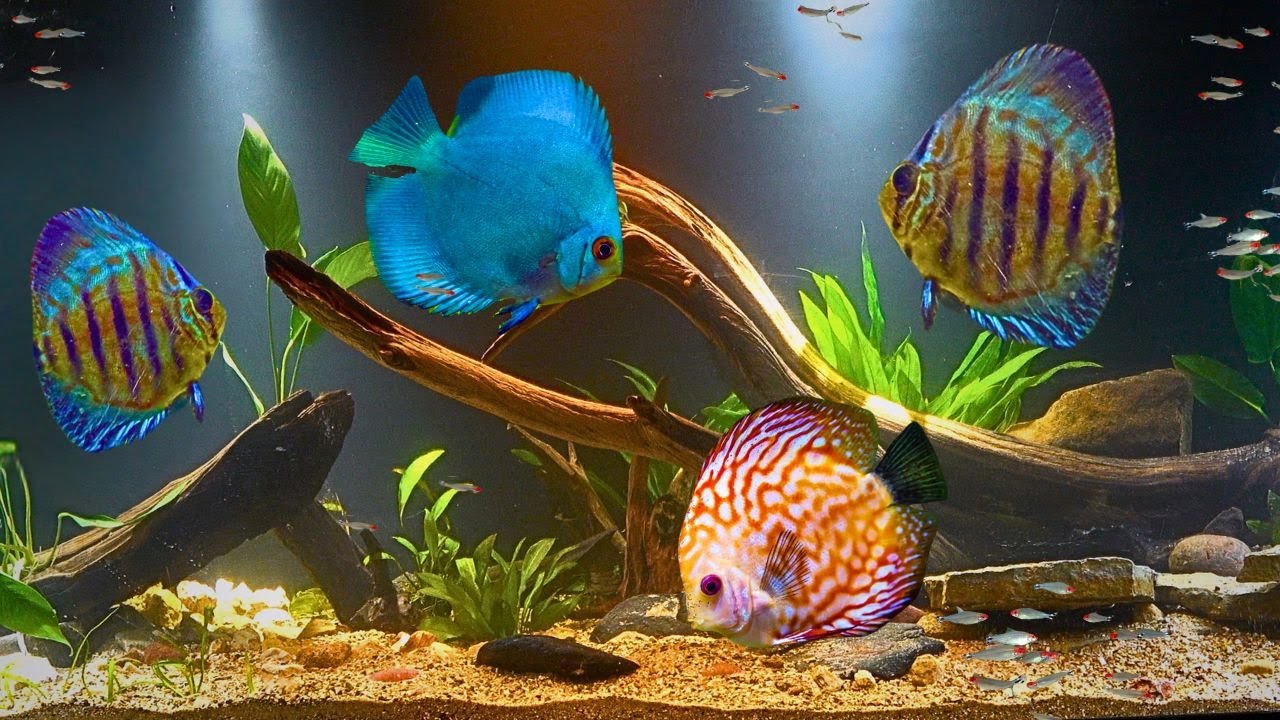 Discus Don't Need Frequent Water Changes