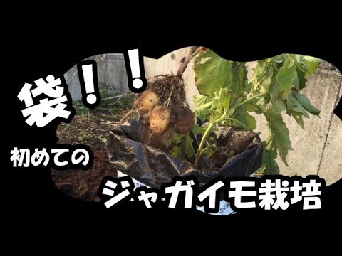 家庭菜園 小さな畑でジャガイモ栽培 Youtube