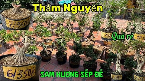 26/11/2025_ Thắm Nguyễn #0369298778 _Linh sam mini,Sam hương sếp đế, sam núi xã rẻ, linh sam xã rẻ!