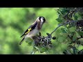 As belezas e curiosidades dos pássaros e da selva Amazônica!#naturezaviva.