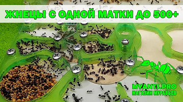 С одной матки до 500+ Жнецов (Messor structor)