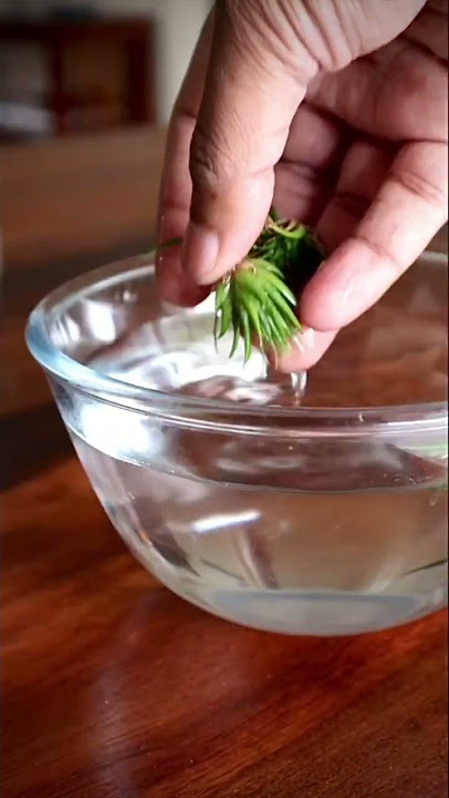 Air plants get their weekly soaking #shorts
