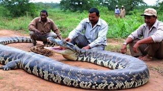 Massive Python Found by Villagers – The Largest Snake Ever Recorded?