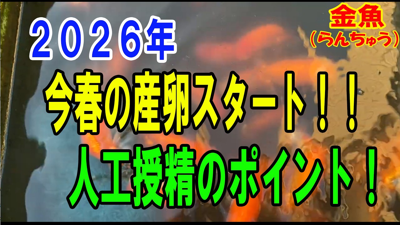 らんちゅう（金魚）ブリーダーの飼育記録No.343：２０２６年：今春の産卵スタート！人工授精のポイント！