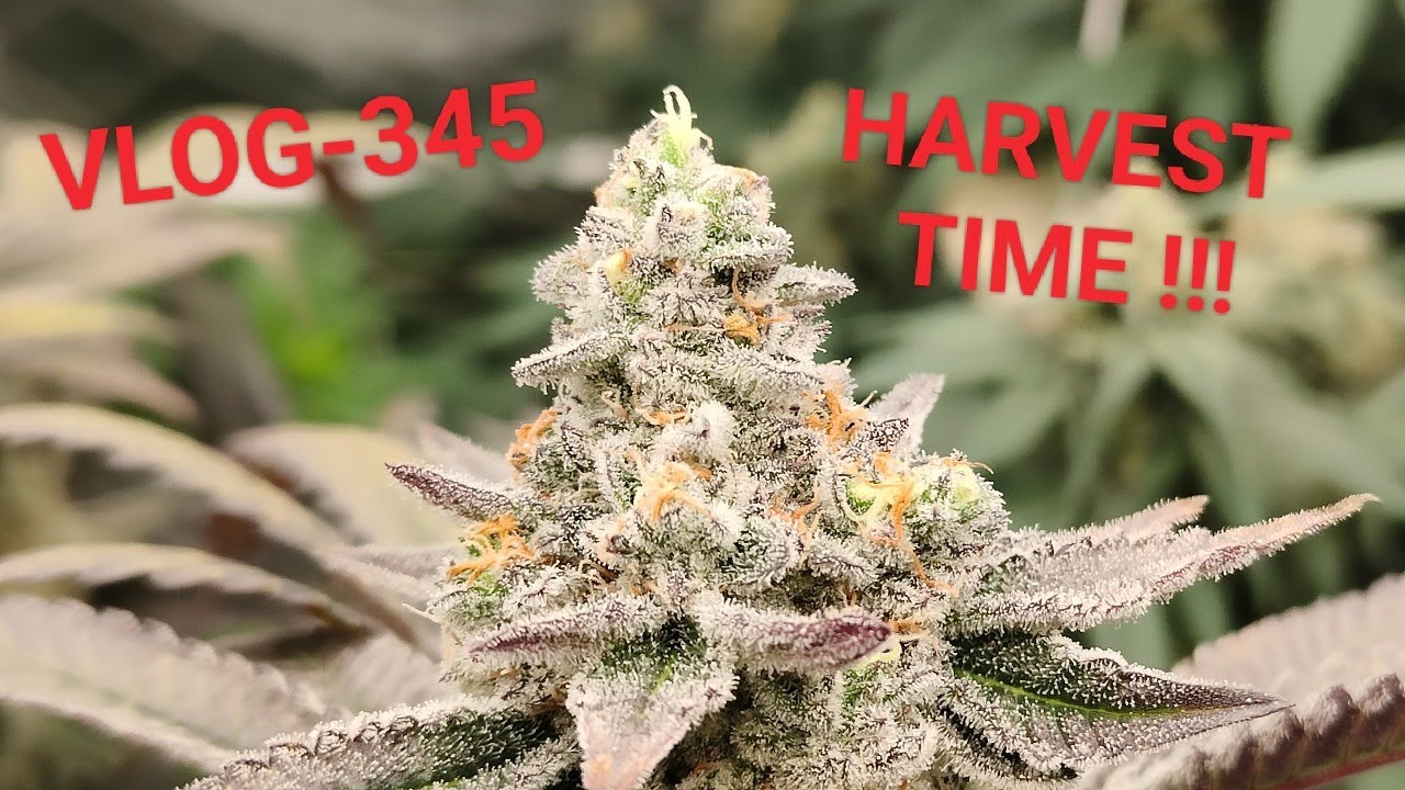 Gary Payton And Banana Punch Harvest VLOG NR 345