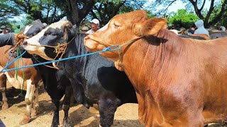 Download Lagu 16 juta !! Full Superan Calon Monster !! Harga Murah Sepi Pembeli !! Pasar Sapi Jatirogo  MP3