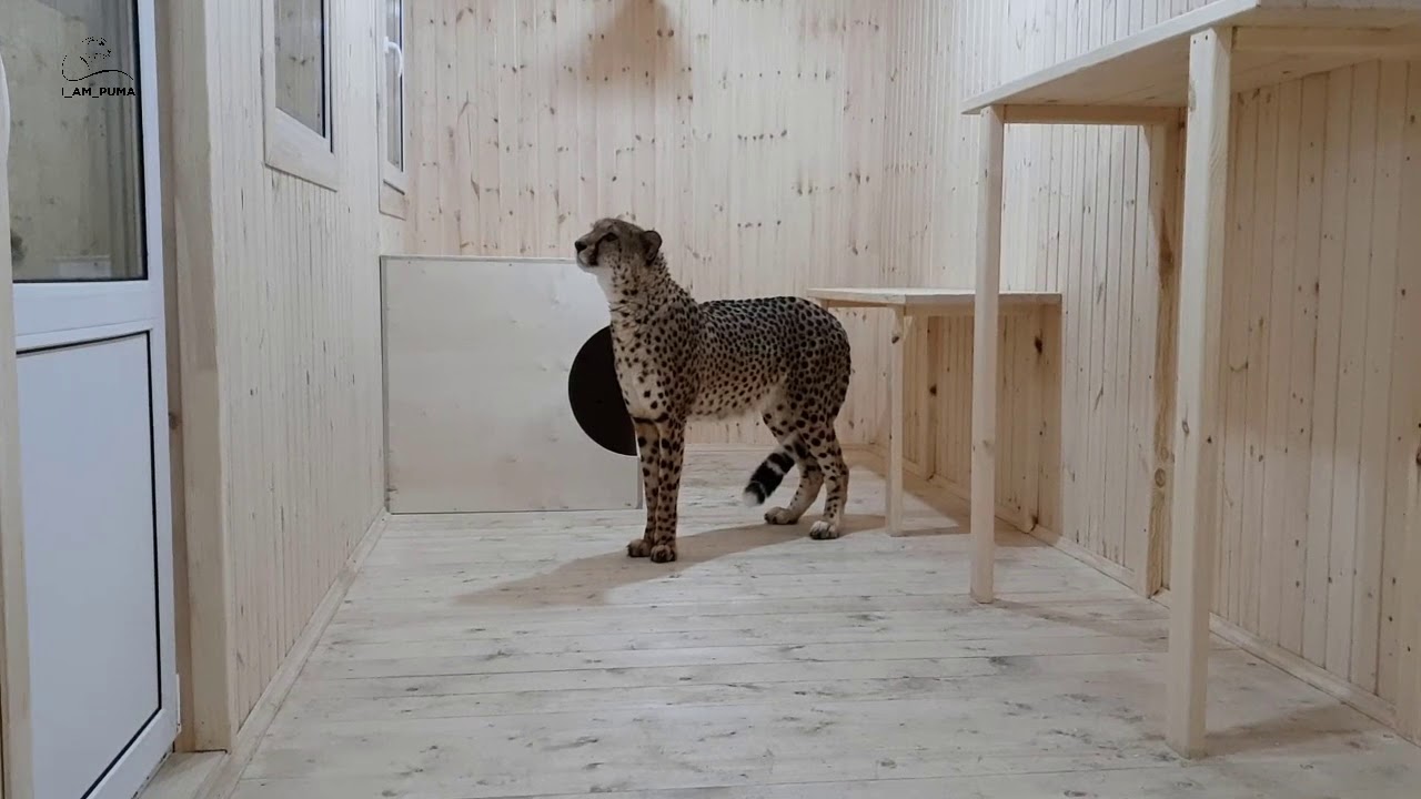 ピューマのメッシの暮らすおうちになんとチーターがやって来た 真新しい新居でくつろぐ彼女を紹介しよう マランダー ピューマのメッシの暮らすおうちになんとチーターがやって来た 真新しい新居でくつろぐ彼女を紹介しよう マランダー