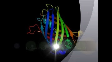 Green Fluorescent Protein