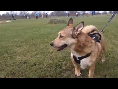Video: Koerad Teavad, Mis Teil Südamel On - Alternatiivne Vaade
