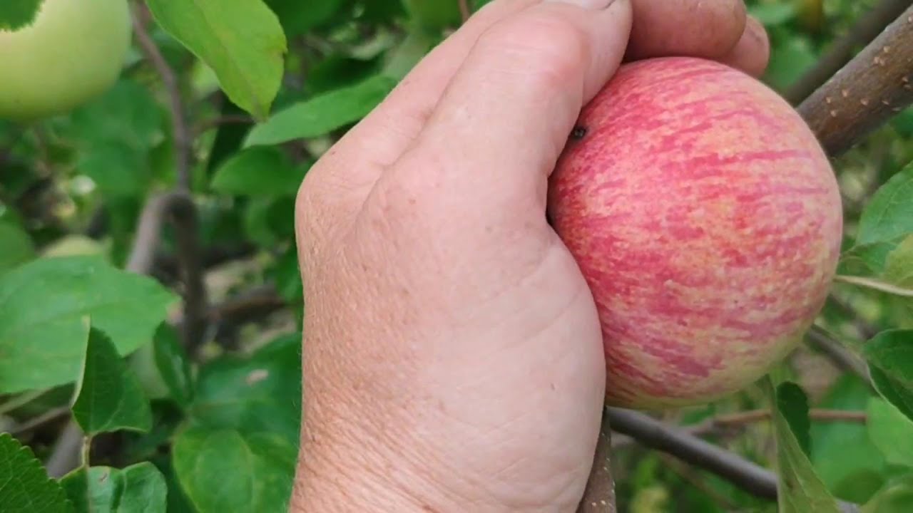 Вот они какие, беспечные будни в деревне. - YouTube