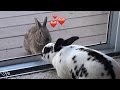 Wild rabbit falls madly in love with a pet bunny