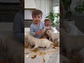doggos did it 🤣 #trending #trendingshorts #trend #trendingvideo #viral #viralvideos #viralshorts