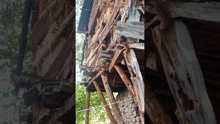 Si̇ncap Yiyeceğini Sakladığı Yeri Nihayet Buldu Oturup Yemeğe Başladi