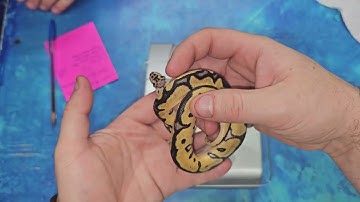 Twenty-seventh Ball Python Clutch Update of 2025: Clowns! 