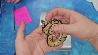 Twenty-seventh Ball Python Clutch Update of 2025: Clowns! 