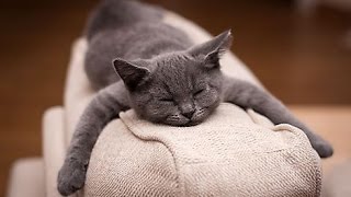 Funny cat snoring when he sleeps | compilation 2016