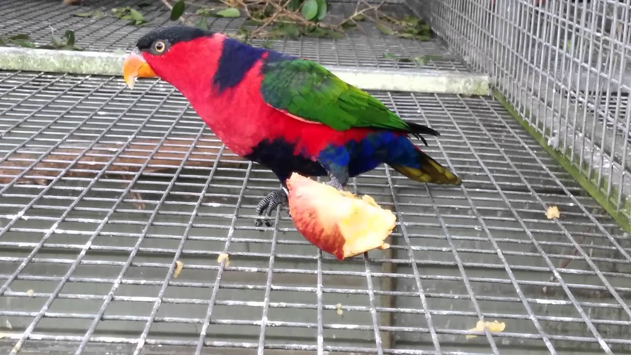 Red Breasted Black Capped Lories 