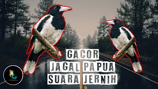 Masteran Burung Jagal Papua Gacor Suara Jernih