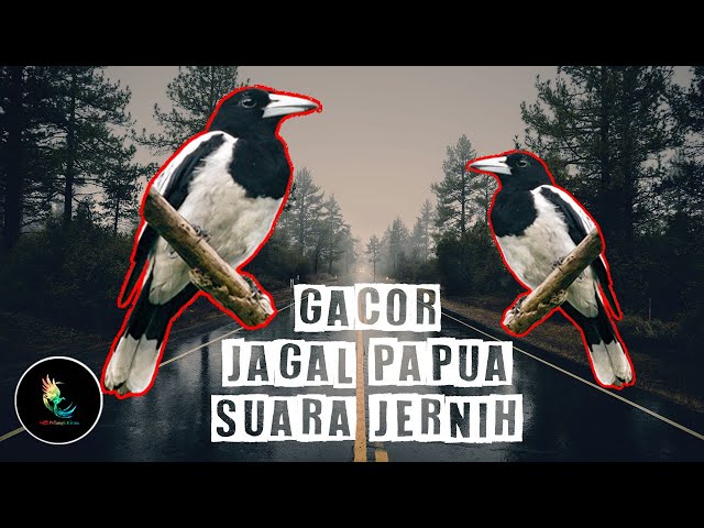 Masteran Burung Jagal Papua Gacor Suara Jernih class=