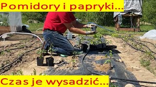 Ja sadzę swoje pomidory i papryki.