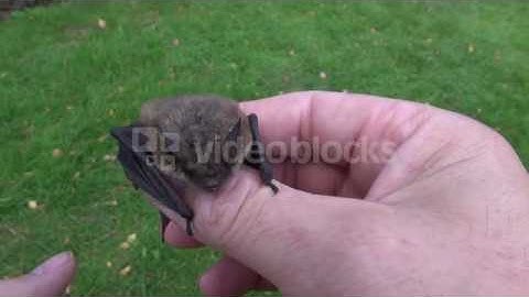 ANIMAL BAT NATHUSIUS PIPISTRELLE PIPISTRELLUS NATHUSII IN NATURALIST SCIENTIST HANDS 4KH81OJX