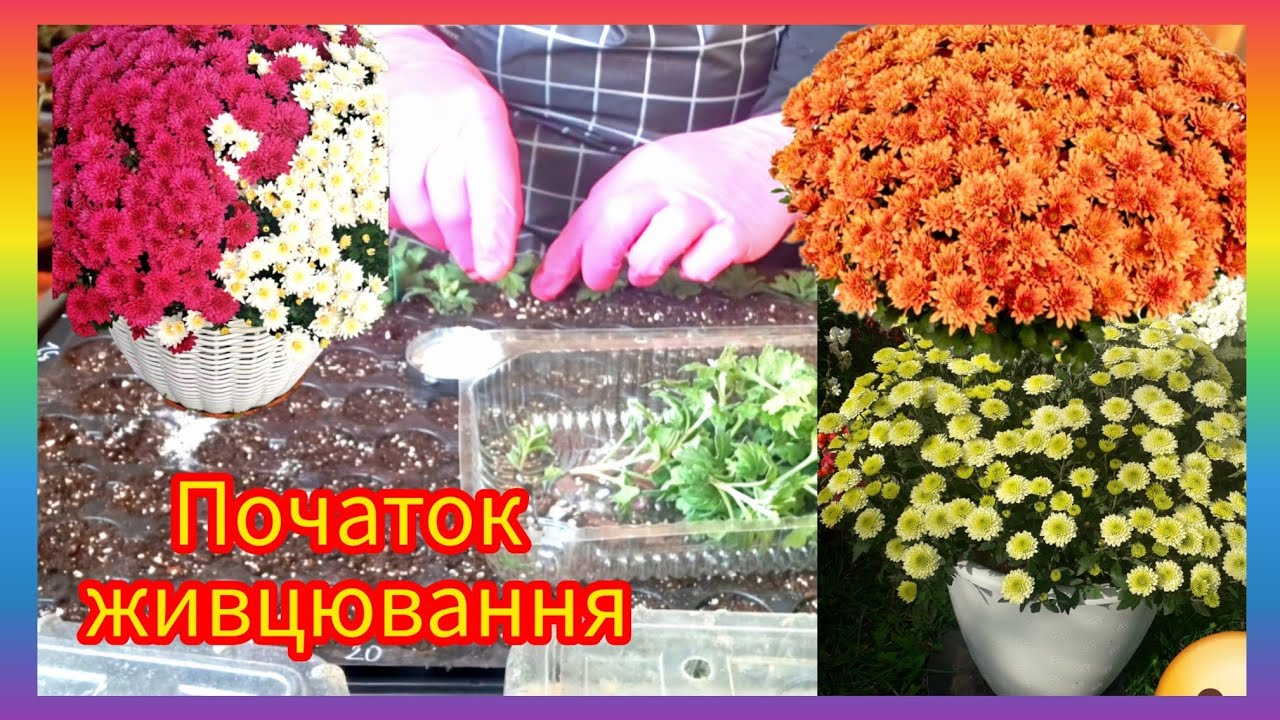 Живцовка #хризантема ,без света🫢,правила и химикаты‼️О заказе и каталоге!#flowers#garden