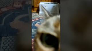 8月16日☀【のぞき穴】#shorts #猫のいる生活