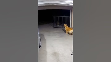 Cat & Dog Team Up to Fight Leopard — Caught on CCTV! 🐈🐕🔥
