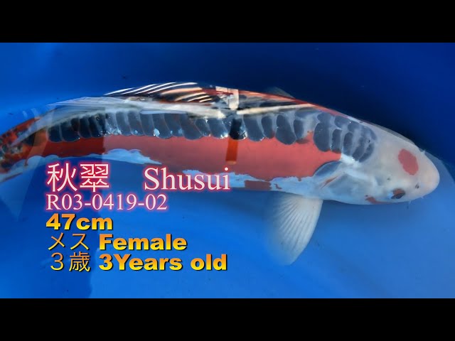 錦鯉6 錦鯉 No620 錦錦鯉の稚魚B級品 50尾 令和6年産 9cm前後位 錦鯉