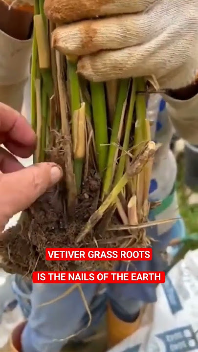VETIVER GRASS ROOTS IS THE NAILS OF THE EARTH BIOENGINEERING SOLUTIONS ON LANDSLIDES  STABILIZATION