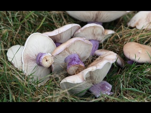 Маринуем синеножки, рядовки лиловоногие