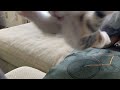 本能のままに飛んでくる子猫がこちらですｗｗｗ