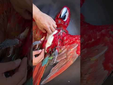 تحنيط الببغاء اكسبلور ببغاء مكاو