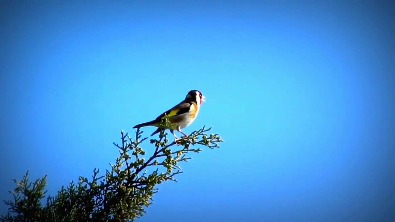 Goldfinch Song Suara Burung Goldfinch youtube original Goldfinch Song Suara Burung Goldfinch youtube original