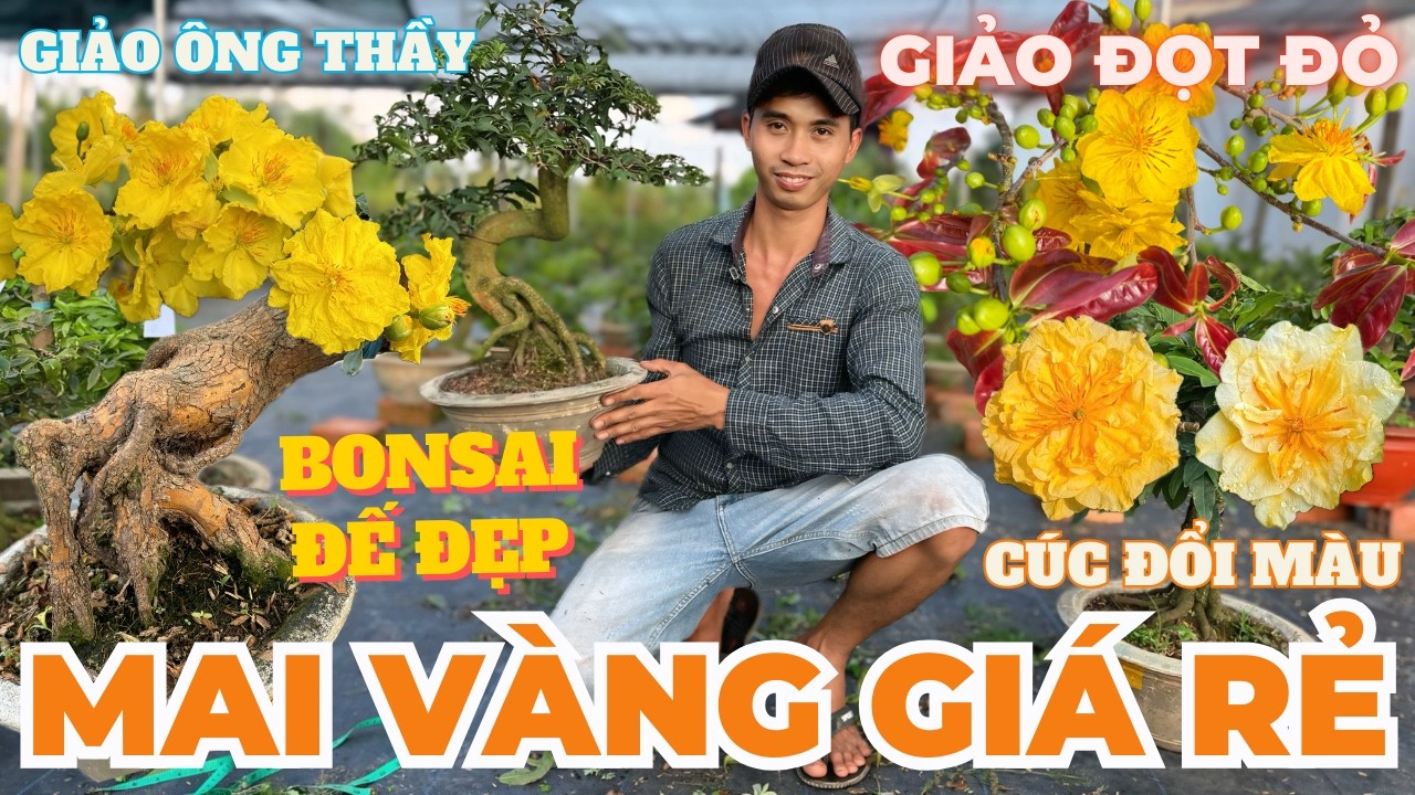 04-03 THÀNH DUY Giao Lưu Mai Vàng Giá Rẻ, Giảo Ông Thầy, Giảo Đọt Đỏ, Gió Tây Ninh…