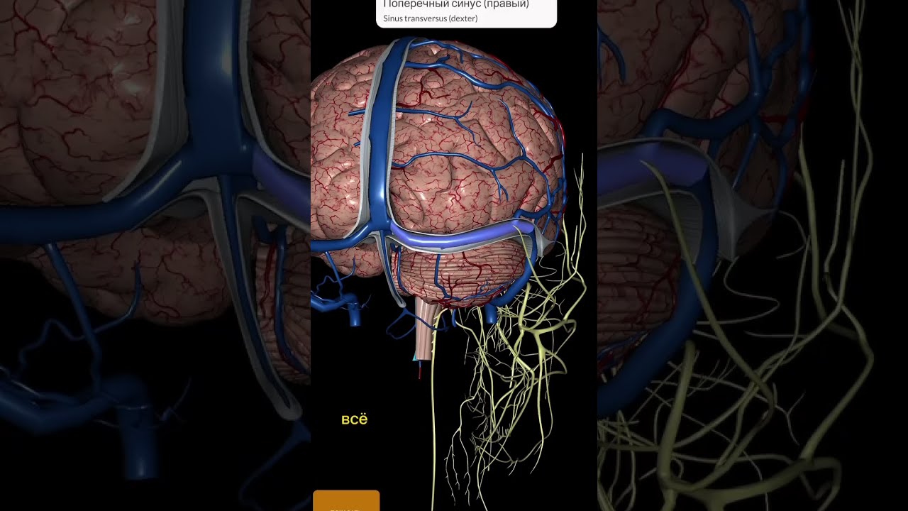 Why does my head hurt? #selfregulation #headaches #migraine #headache #interestinganatomy #skull