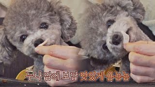 ENG│우리 제로 잘 먹네♥ 태연(TAEYEON) 누나가 줘서 더 꿀맛 같은 식사🍴 펫키지(petkage) 4회