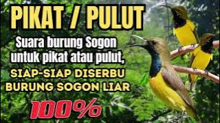 SUARA UNTUK PIKAT / PULUT BURUNG SOGON LIAR || Pasti diserbu banyak burung Sogon