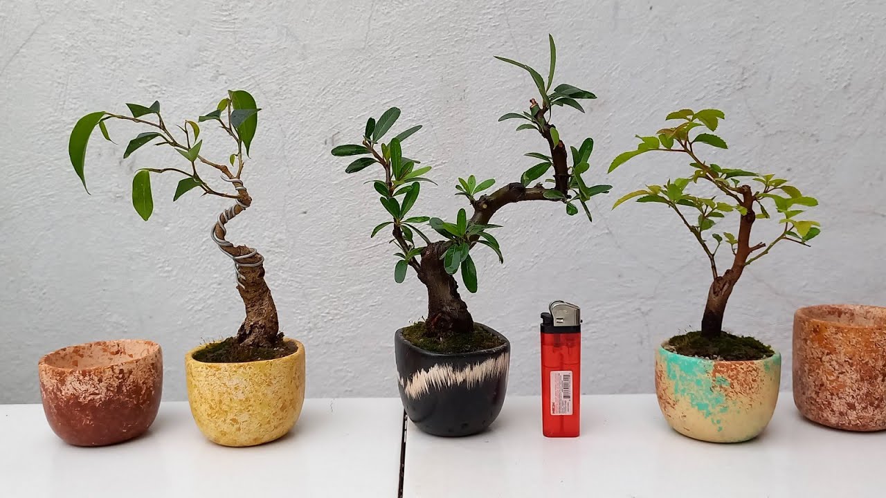 Shohin Bonsai Pyracantha /1 de 3 videos 🌿🌿🌿 YouTube