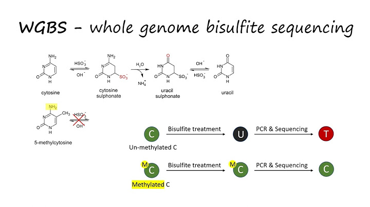 1 ug dna bisulfite treatment review