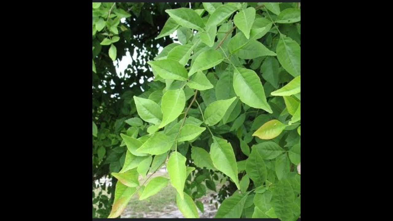 effective-home-remedy-for-bee-sting-youtube