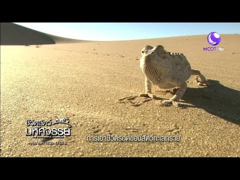 วีดีโอ: ทะเลทรายธาร์: ภาพถ่าย, สัตว์ป่า. ทะเลทรายธาร์ตั้งอยู่ที่ไหน?