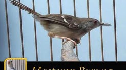 Suara burung ciblek betina - Durasi: 13:21. Suara burung ciblek betina - Durasi: 13:21.