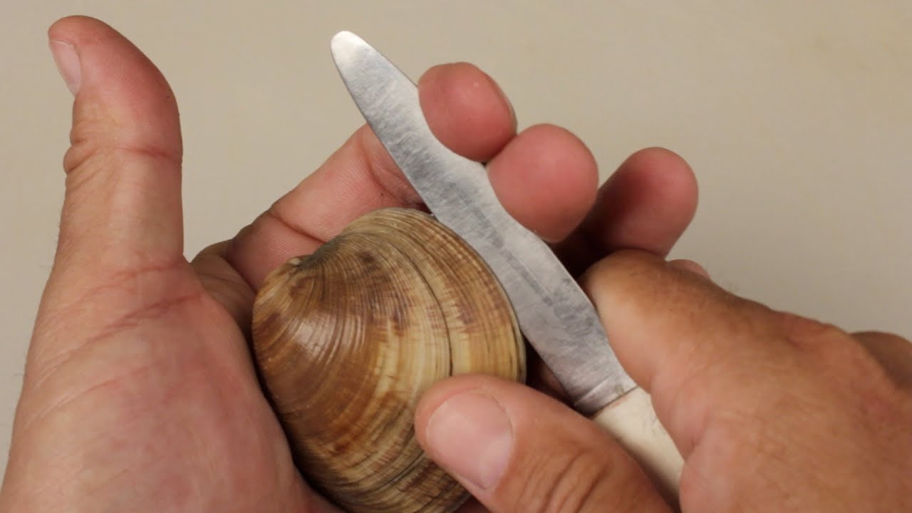 How To Get A Clam To Open Its Mouth