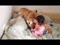 なかなか起きてくれないパパを全員で協力して起こしに行こうとする豆柴とゴールデンレトリバー2歳児