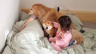 なかなか起きてくれないパパを全員で協力して起こしに行こうとする豆柴とゴールデンレトリバー2歳児
