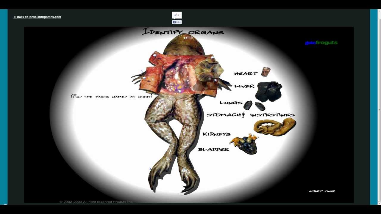 free interactive frog dissection free interactive frog dissection